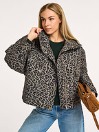 Bellerose | Jassen | Jacks